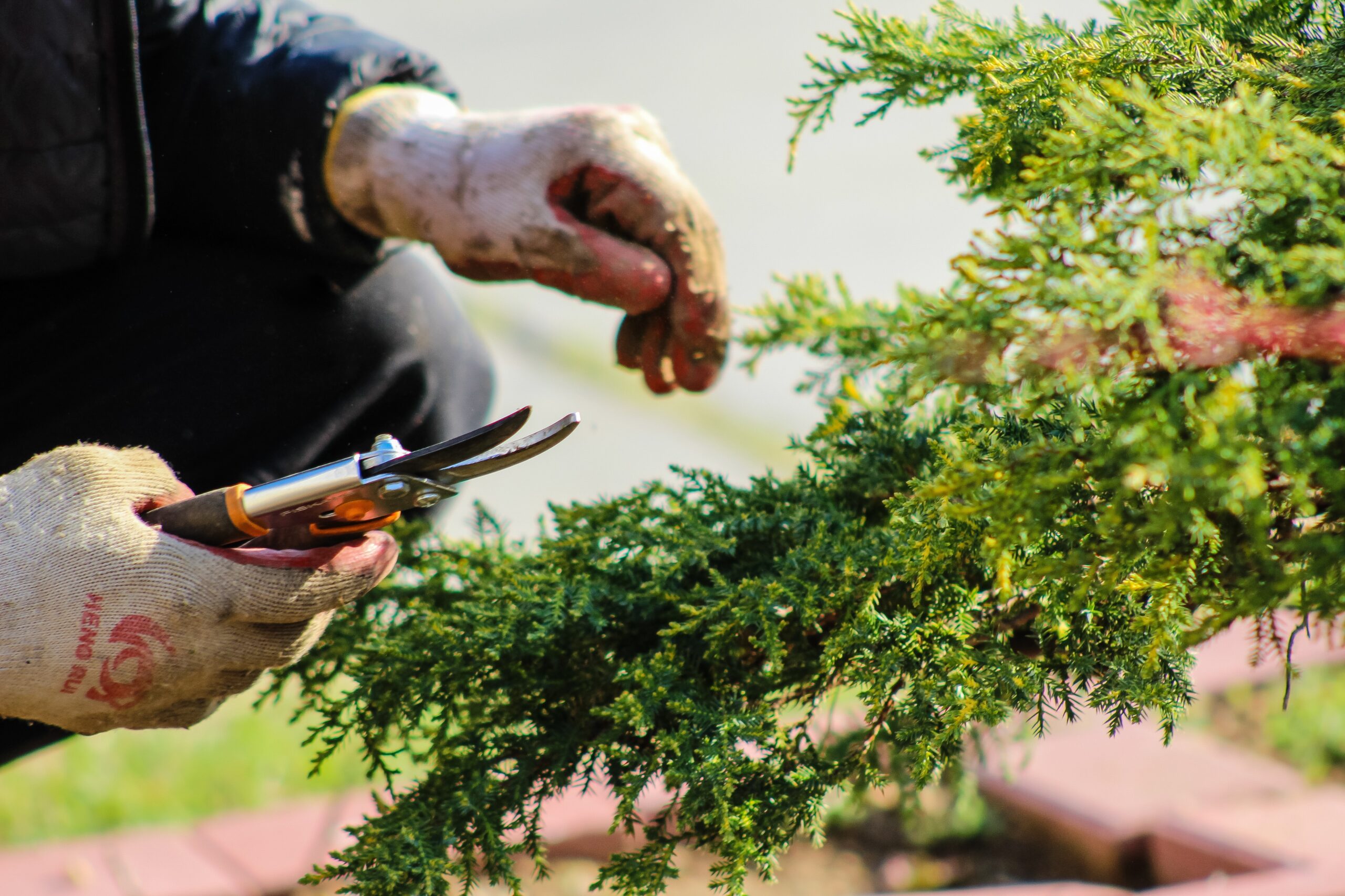 Peut-on couper les branches des arbres de son voisin ?