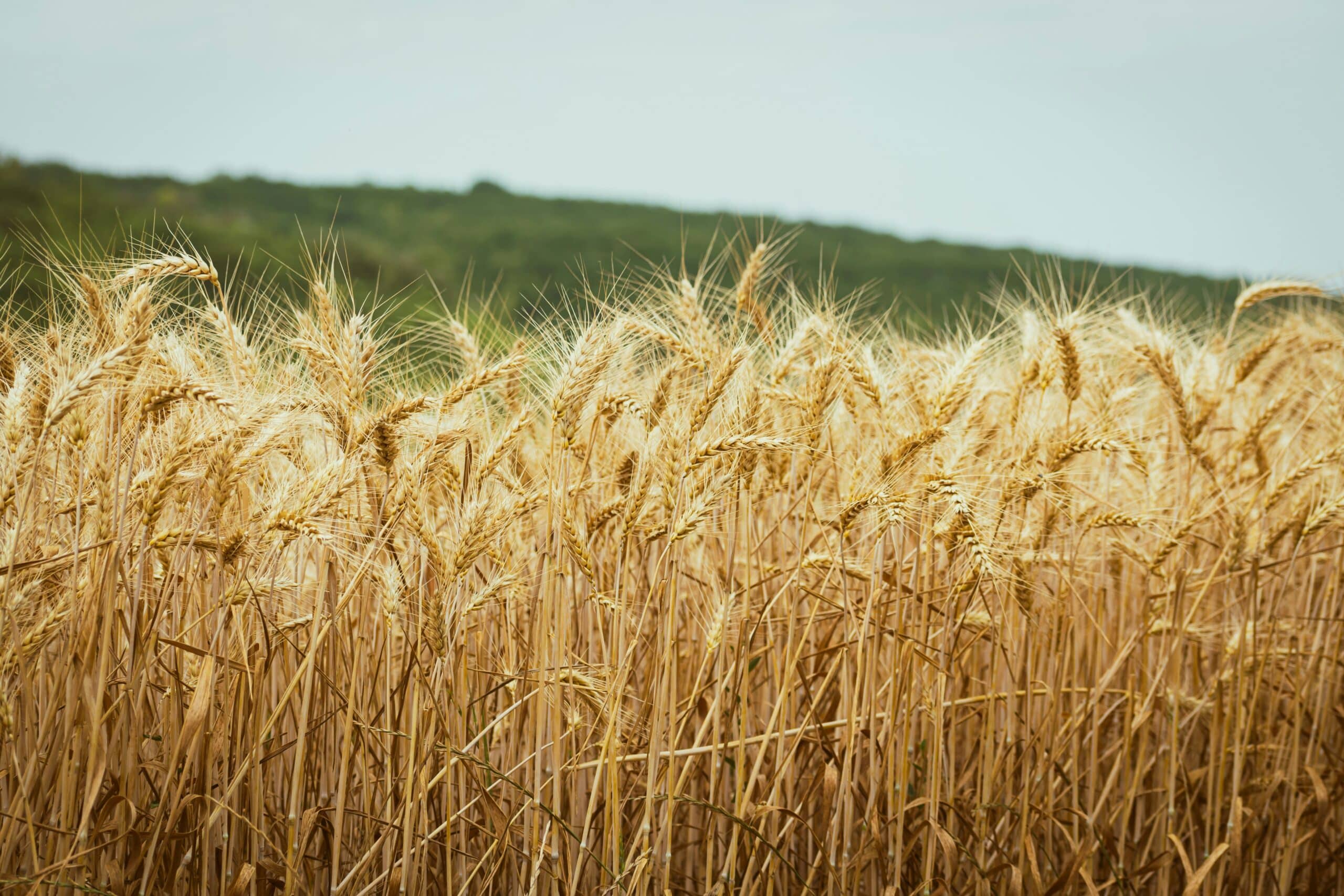 Lire la suite à propos de l’article Le droit de préemption de l’agriculteur