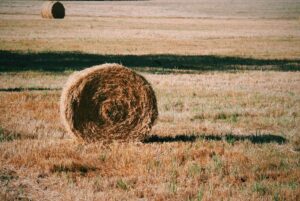 Lire la suite à propos de l’article Comment pérenniser une exploitation agricole EARL, GAEC en cas de mésentente ou de départ en retraite d’un associé exploitant ?