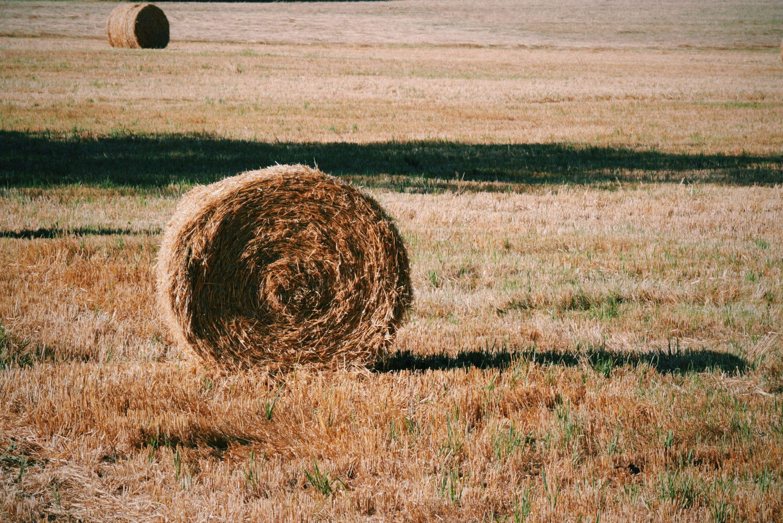 Comment pérenniser une exploitation agricole EARL, GAEC en cas de mésentente ou de départ en retraite d’un associé exploitant ?