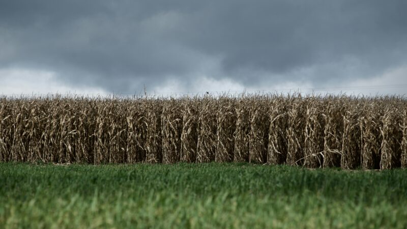 préemption nullité vente