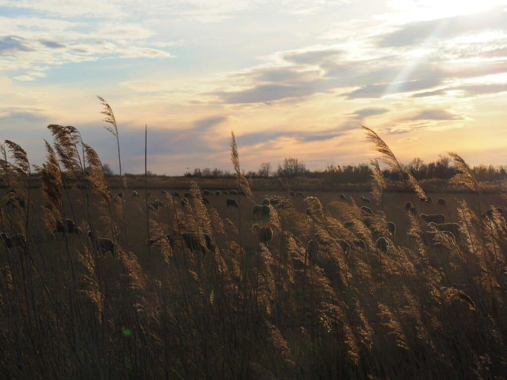 clause de reprise sexennale terres terre agricole