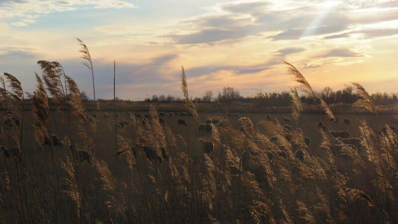 clause de reprise sexennale terres terre agricole