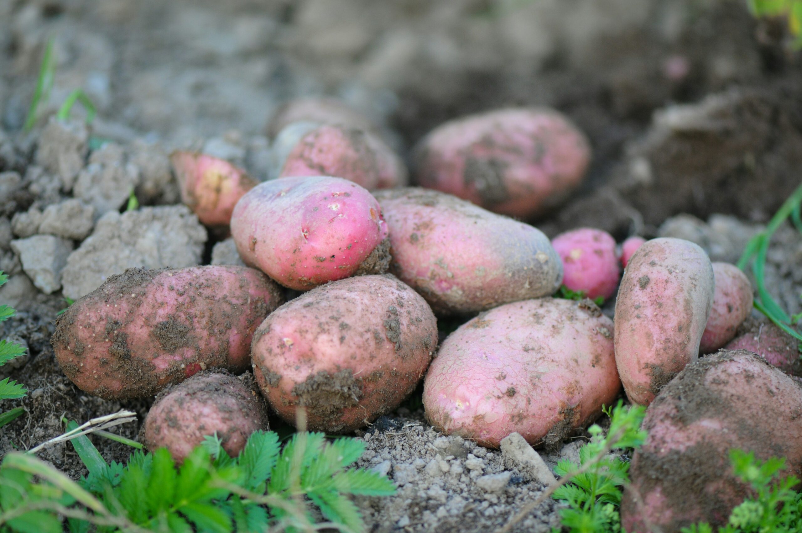 Sous-location de terres agricoles : quels risques pour le preneur à bail ?