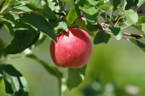 Lire la suite à propos de l’article L’usufruitier de terres agricoles peut il conclure seul un bail rural ?