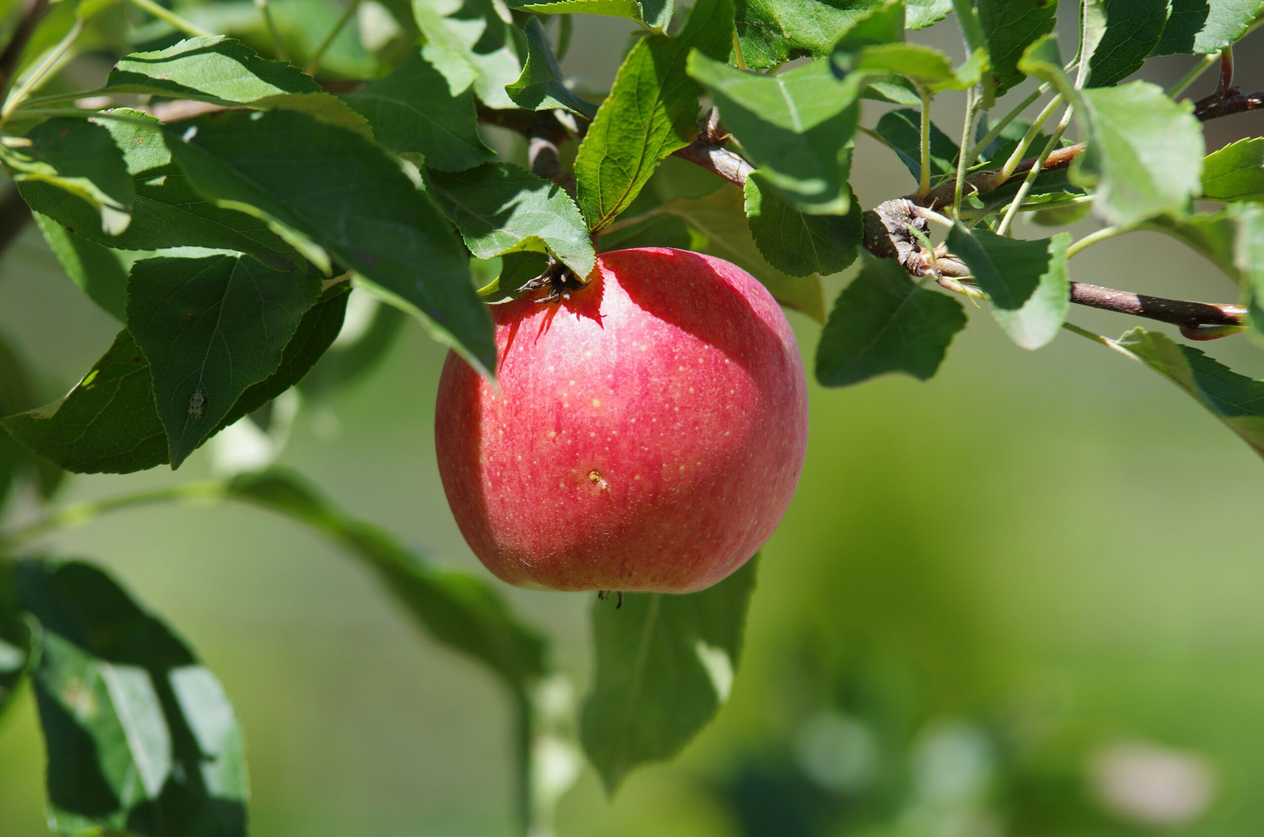 L’usufruitier de terres agricoles peut il conclure seul un bail rural ?